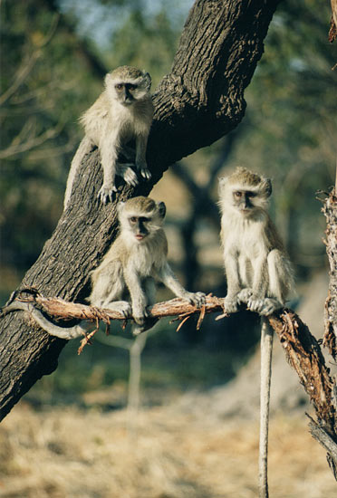 monkeys